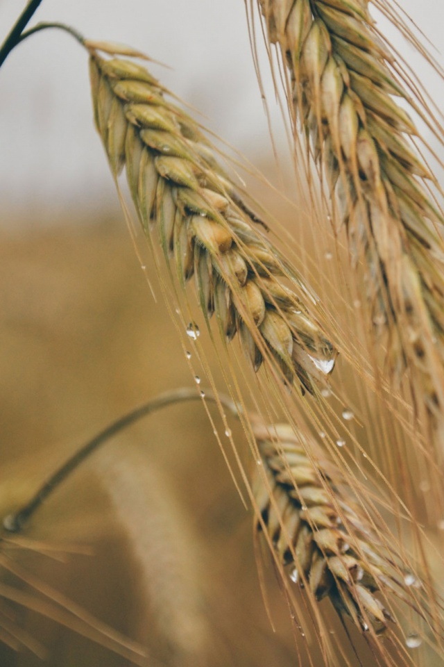 No Pesticides Or Fertilizers - HD Wallpaper 