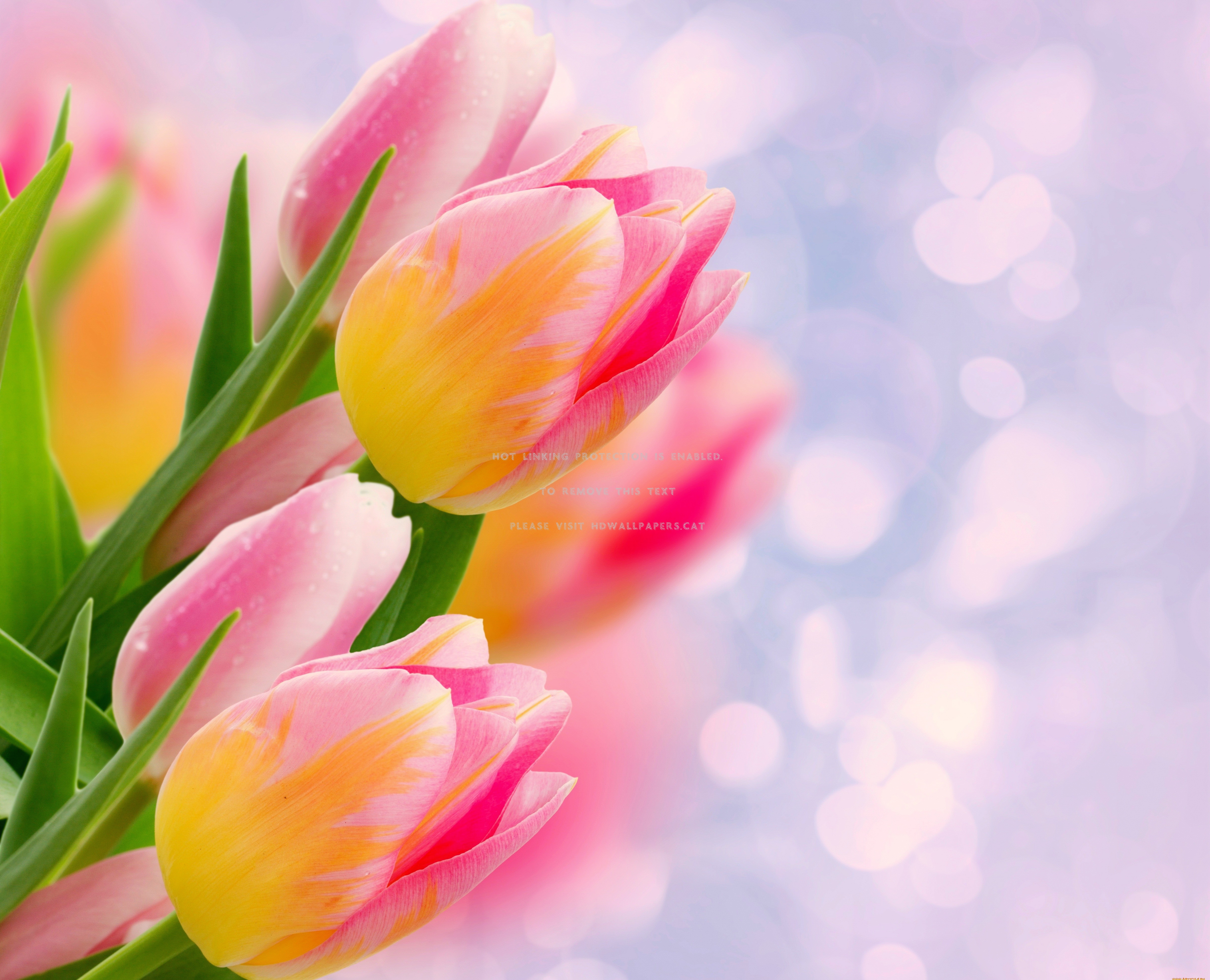 Tulips Background Lovely Colorful Fresh - Afternoon Images Free Download - HD Wallpaper 