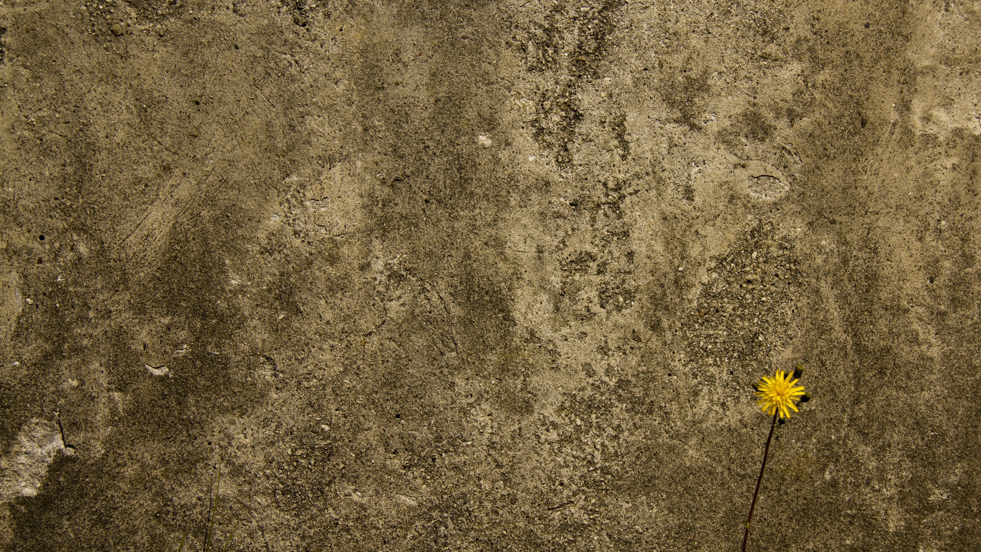 Wallpaper Concrete, Wall, Flower, Background, Texture - Concrete Background Texture Hd - HD Wallpaper 