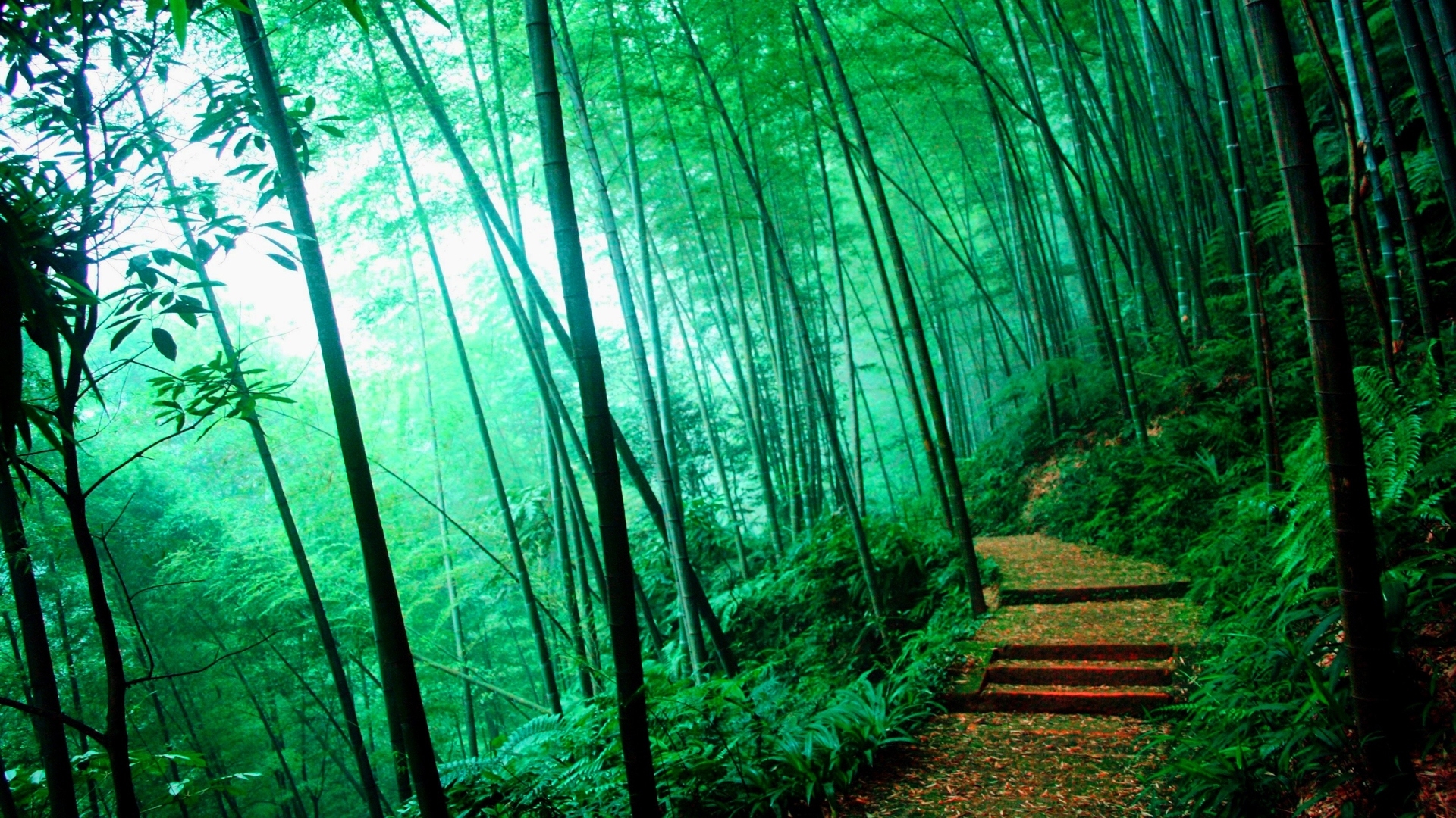 Bamboo - Wallpaper - - Bamboo Forest Wallpaper Hd - HD Wallpaper 