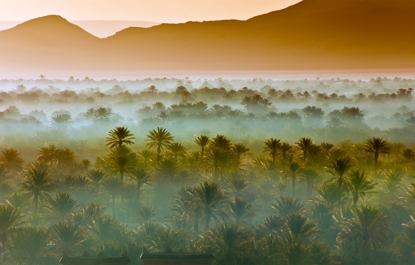 Photo Wallpaper Mountains, Fog, Palm Trees, Africa, - Date Palm Groves Near Zagora Morocco - HD Wallpaper 