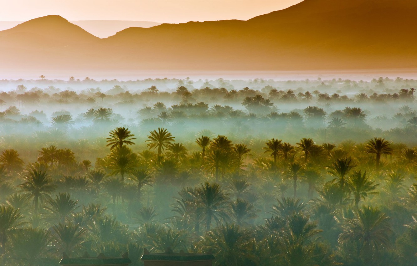 Photo Wallpaper Mountains, Fog, Palm Trees, Africa, - Date Palm Groves Near Zagora Morocco - HD Wallpaper 