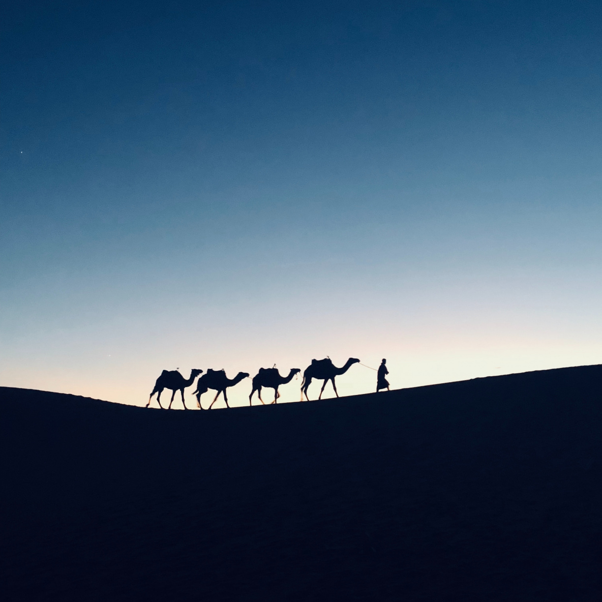 Silhouette, Sunset, Camel, Morocco, Wallpaper - Silhouette - HD Wallpaper 