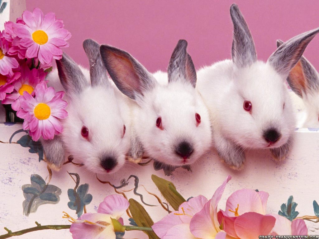 Hd Wallpaper 2013 Cute Bunnies Easter Wallpaper Desktop - Happy Easter 3 Bunnies - HD Wallpaper 