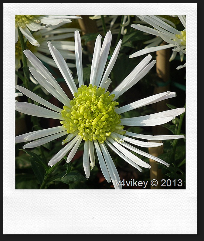 Chrysanthemum - Common Zinnia - HD Wallpaper 