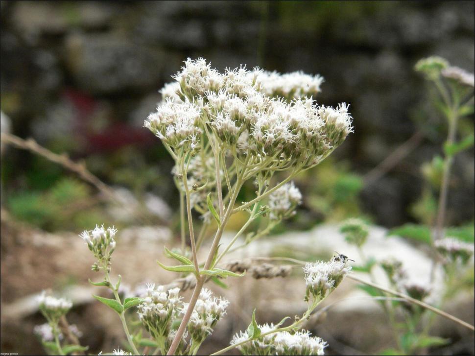Simple White Flower Wallpaper,windows Hd Wallpaper,nature - Wallpaper - HD Wallpaper 