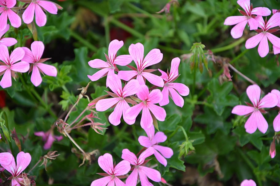 Geranium Simple Flower, Color Pink, Repel Mosquitoes, - Geranio Flor Simple - HD Wallpaper 
