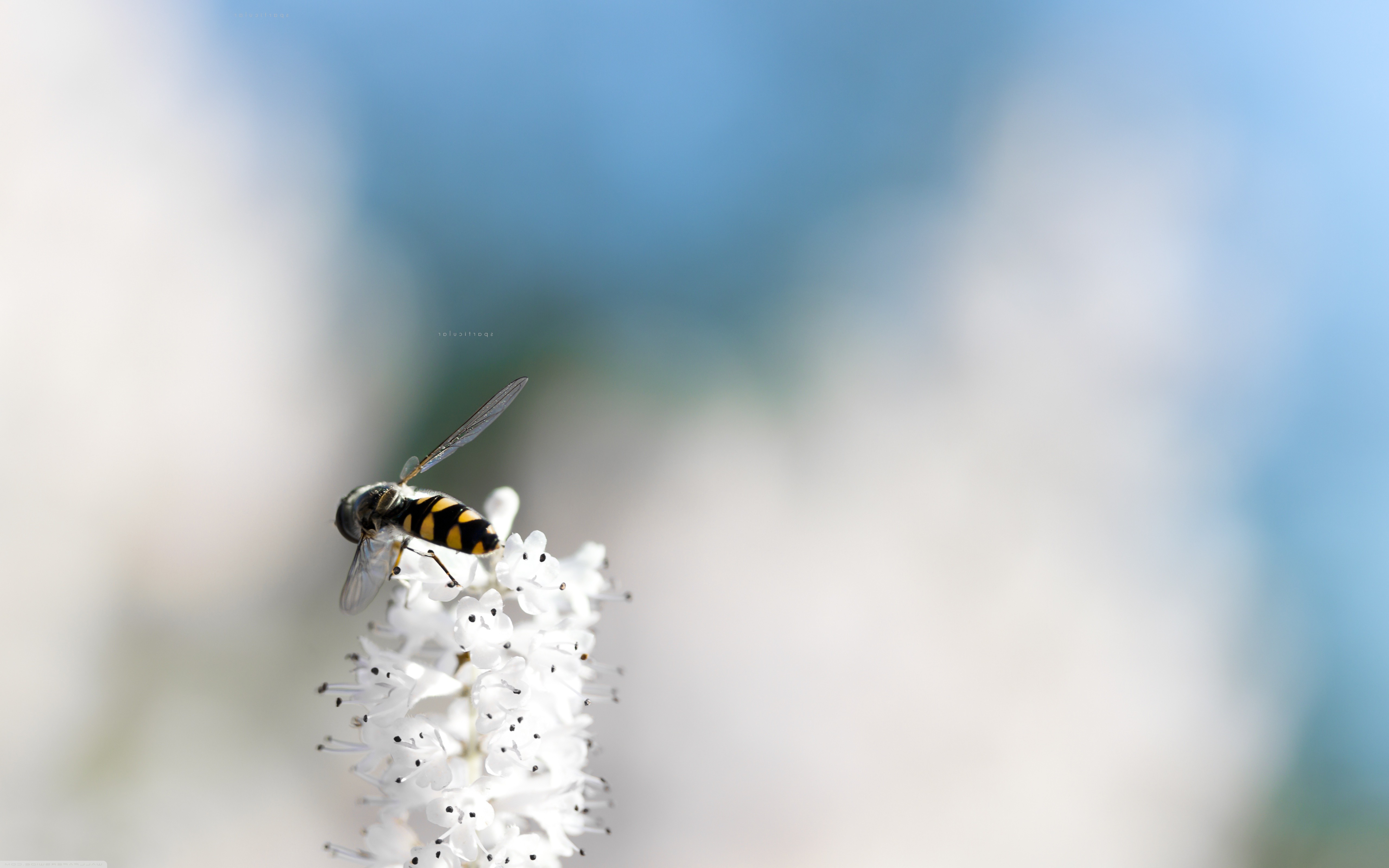 Bees On White Flowers - HD Wallpaper 