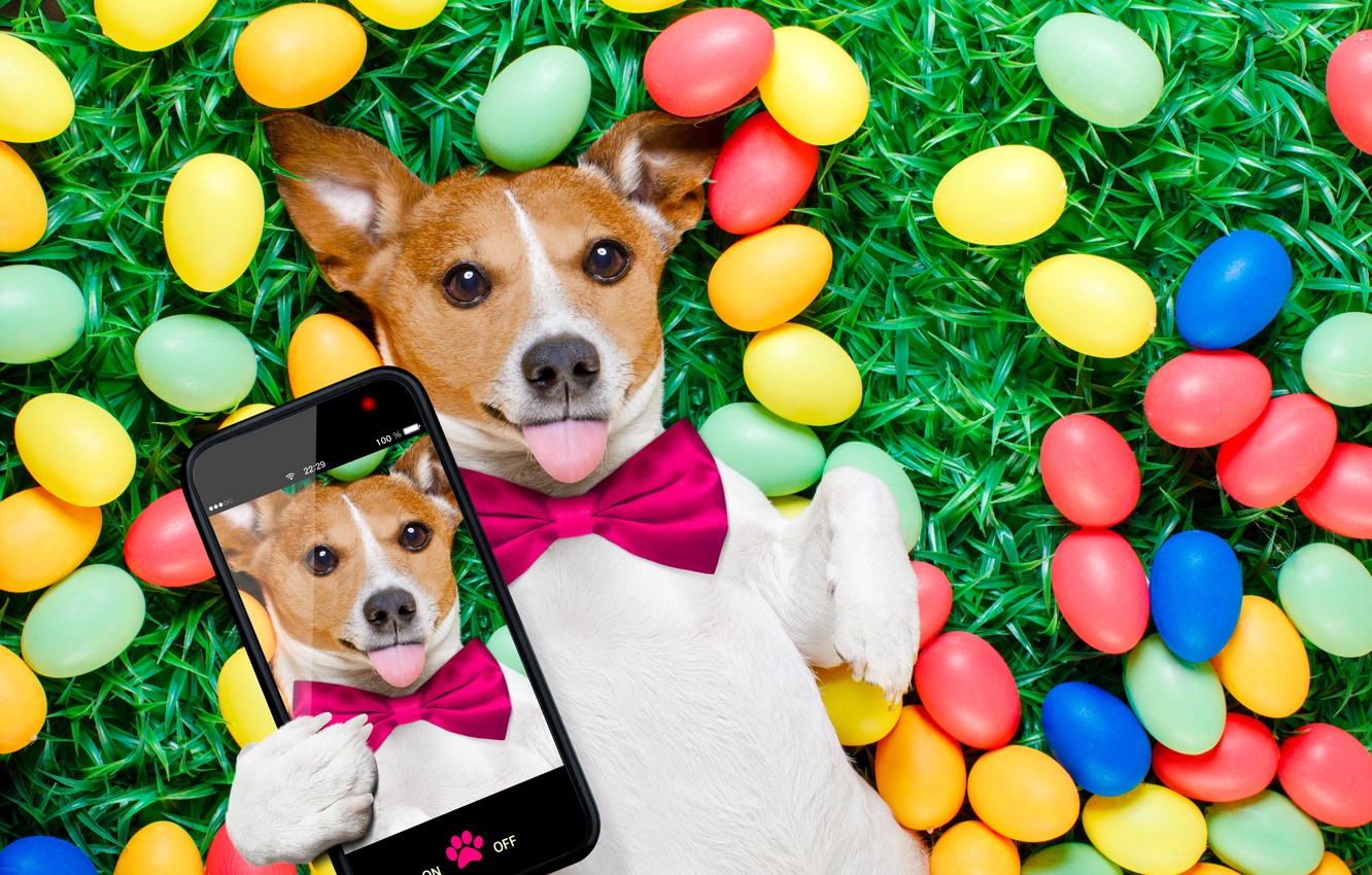 Photo Wallpaper Grass, Dog, Colorful, Easter, Happy, - Easter Dog - HD Wallpaper 
