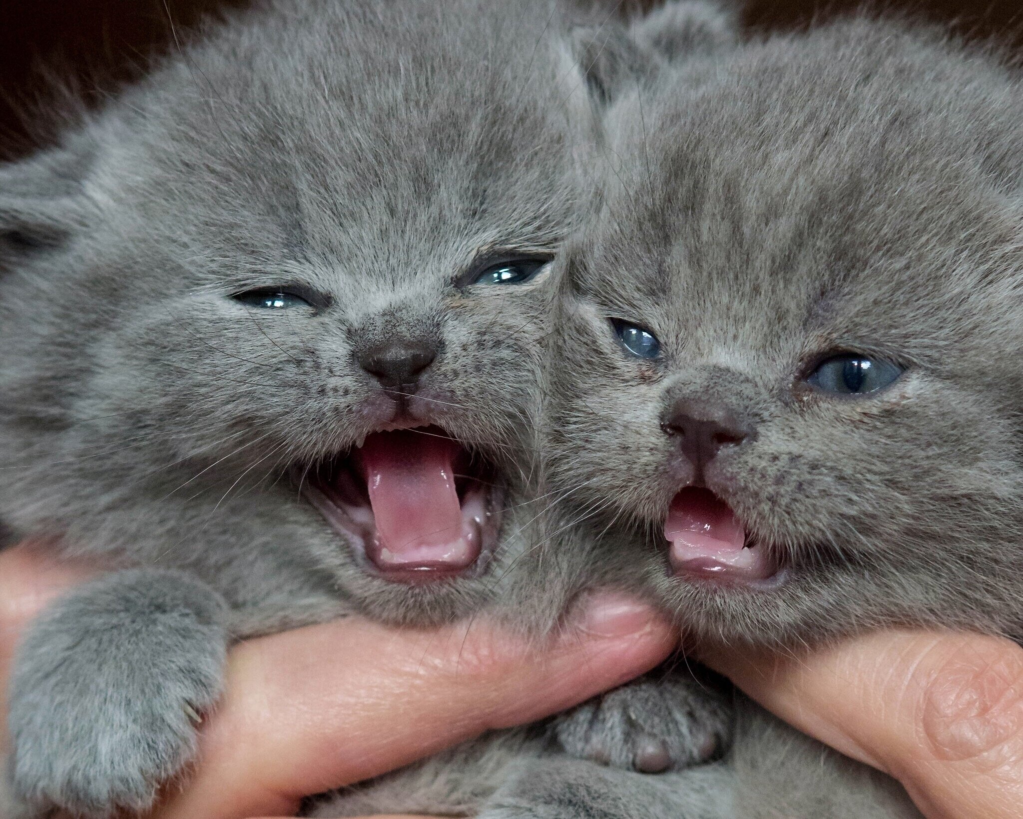 British Shorthair Twin Baby Cats - HD Wallpaper 