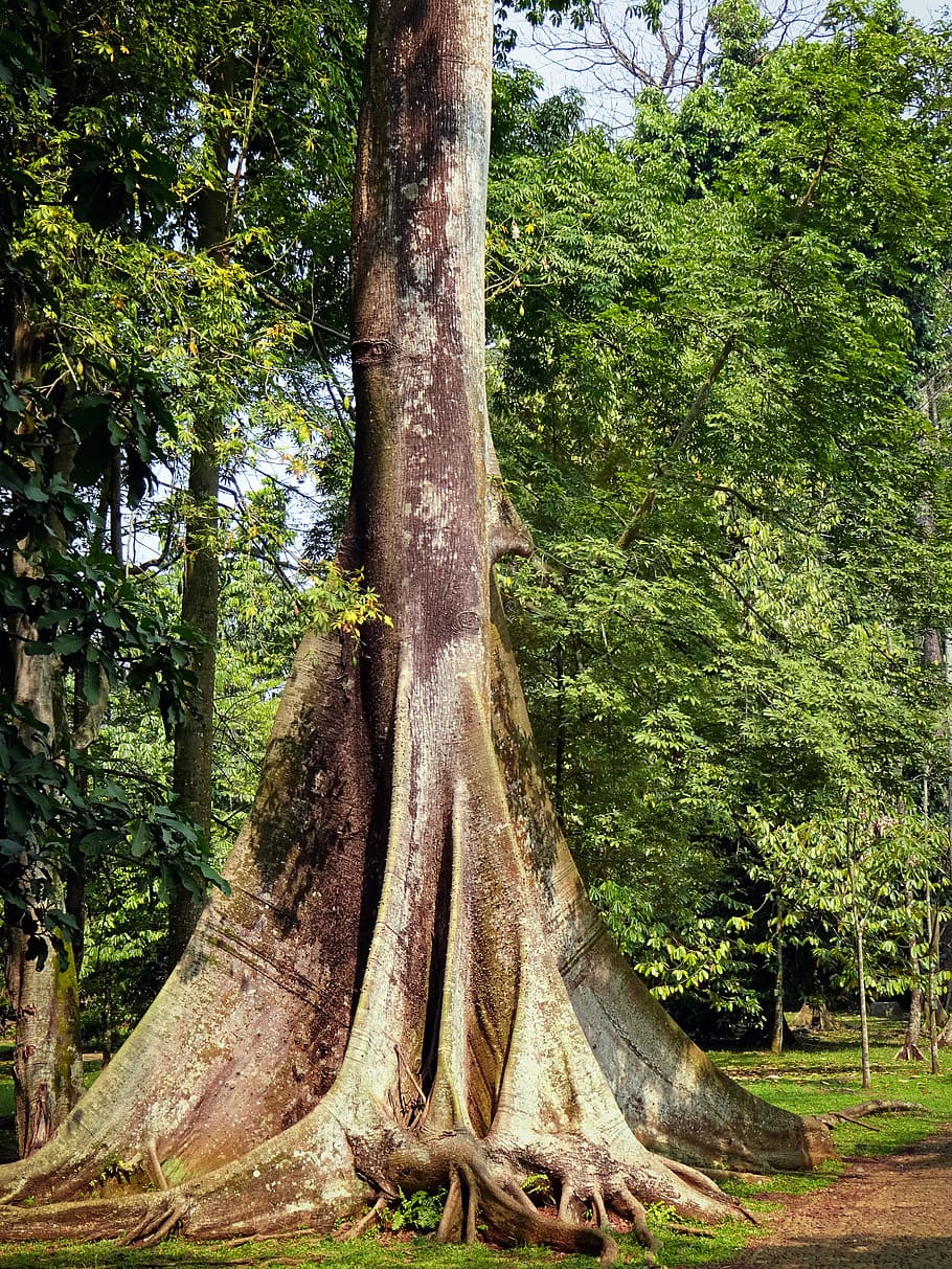 Indonesia, Jalan Kebun Raya Bogor, Forest, Garden, - Redwood - HD Wallpaper 