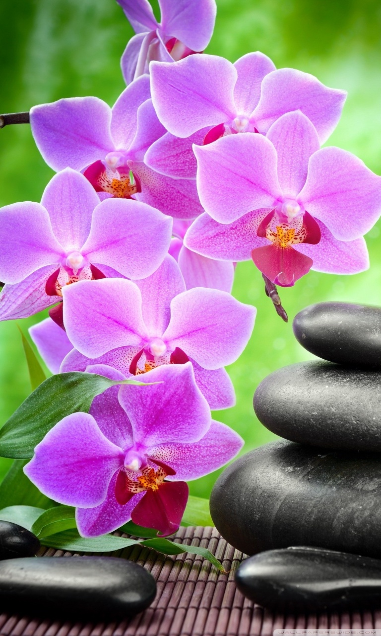 Orchid Flowers Wallpapers For Mobile - HD Wallpaper 