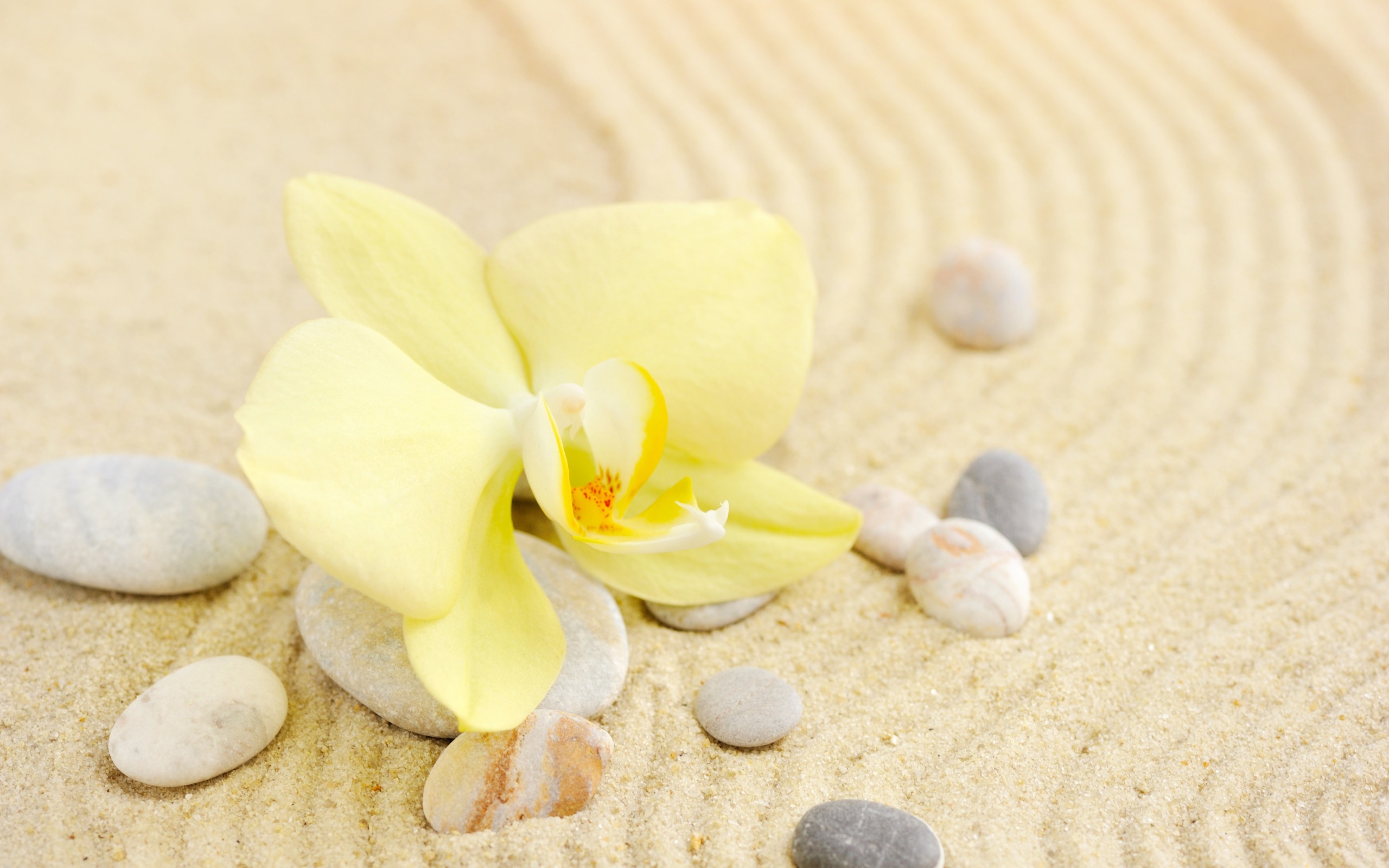 Yellow Orchid, Yellow Leaf, Sand, Spa, Stones, Seashells - Yellow Orchids - HD Wallpaper 
