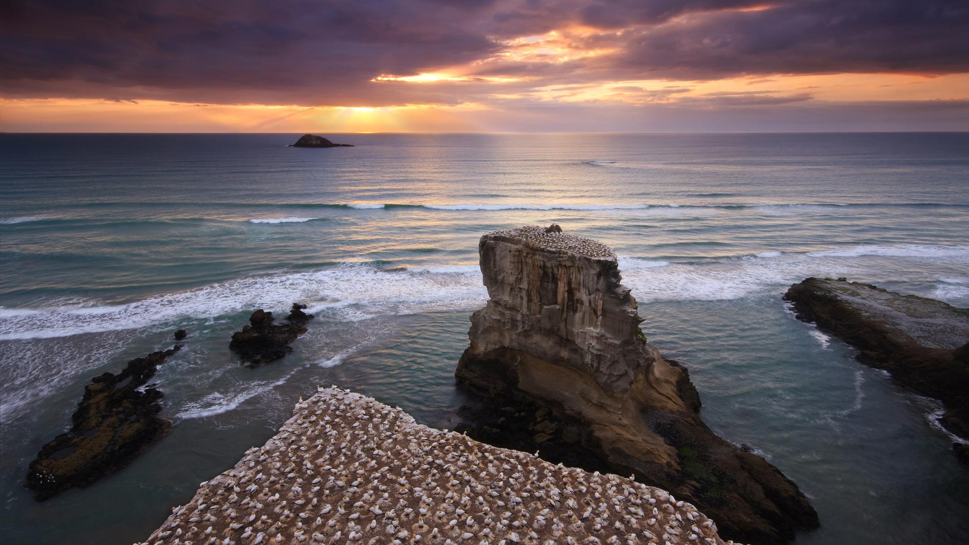 Hd Muriwai, North Island, New Zealand Wallpaper - West Coast Auckland Beach - 1920x1080 Wallpaper Hd Muriwai, North Island, New Zealand Wallpaper - West Coast Auckland Beach - 1920x1080 Wallpaper