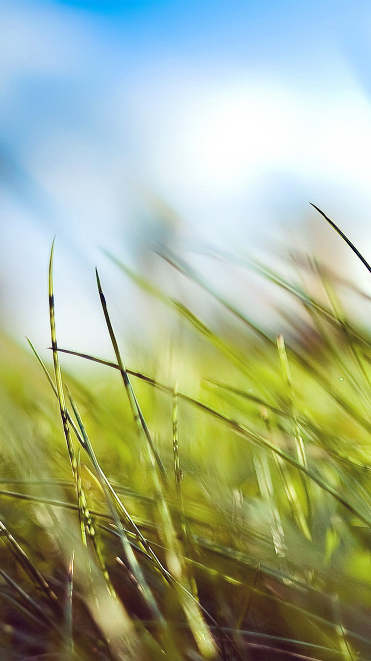 Com Apple Iphone8 Wallpaper Mz10 Nature Green Grass - Premium Wallpaper Iphone 7 - HD Wallpaper 