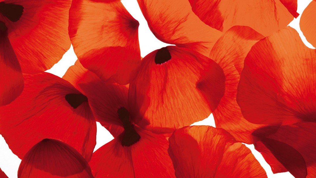 April Poppy Calendar Wallpaper Sarah Hearts - بخوان به نام گل سرخ در صحاری شب - HD Wallpaper 