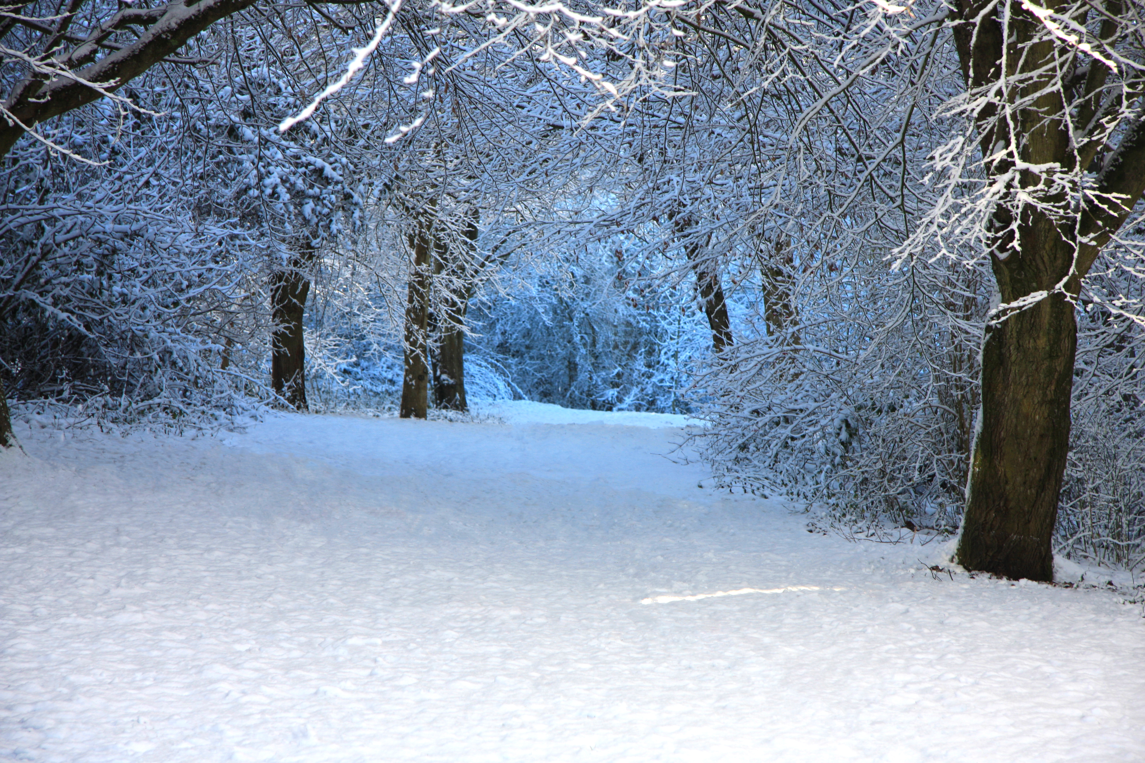 Desktop Backgrounds Free Winter Wonderland - HD Wallpaper 