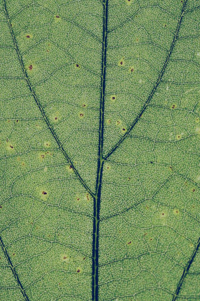 Green Leaf Texture Nature Pattern Iphone Wallpaper - Stitch - HD Wallpaper 
