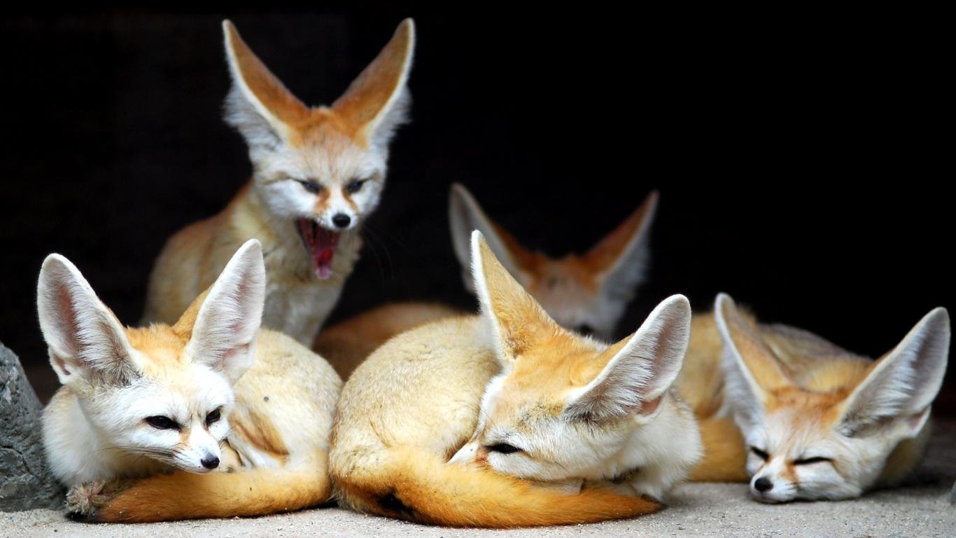 Best Cute Wallpaper Id - Fennec Fox - HD Wallpaper 