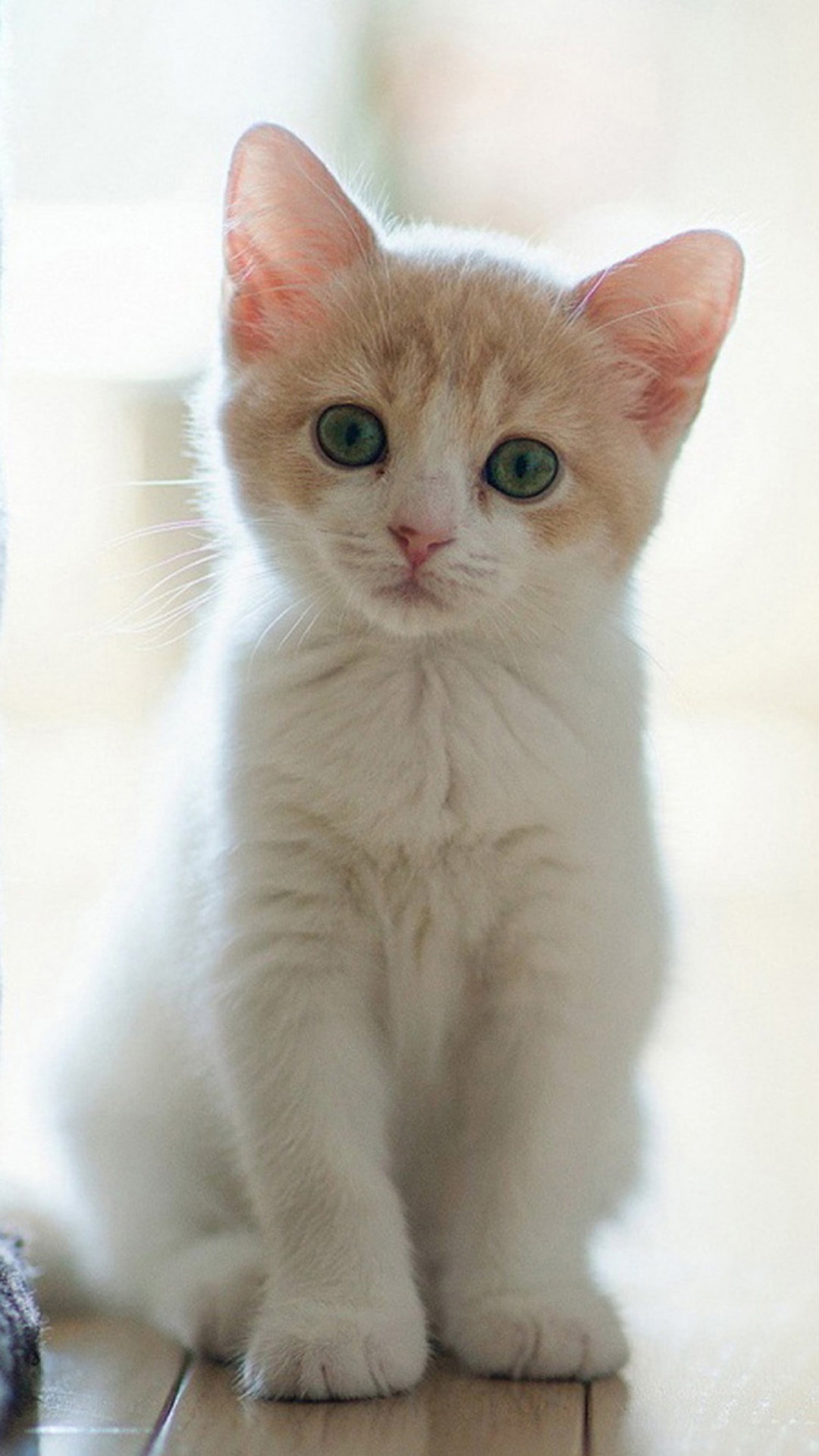 Hd Cute Cat Wallpaper For Mobile - 1080x1920 Wallpaper Hd Cute Cat Wallpaper For Mobile - 1080x1920 Wallpaper