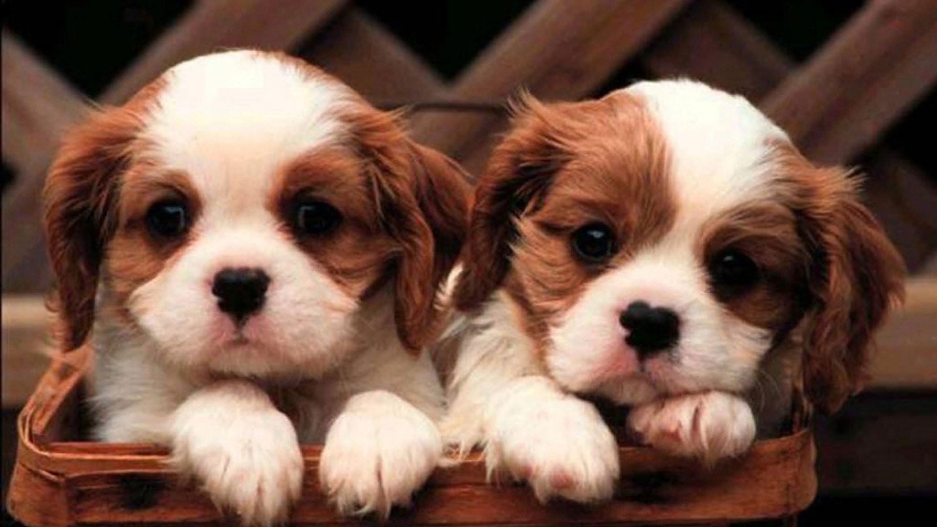 Cute Puppies - HD Wallpaper 