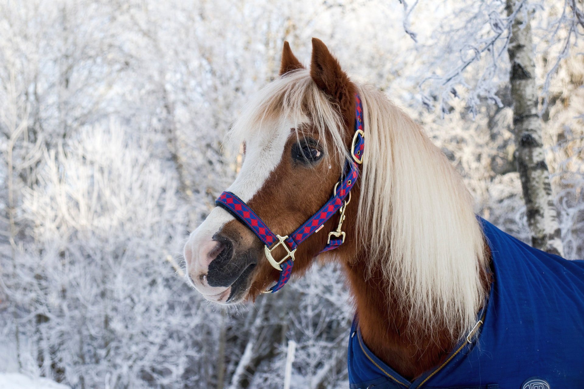 Cute Horse Winter Hd Wallpaper - Beautiful Cute Horse - HD Wallpaper 