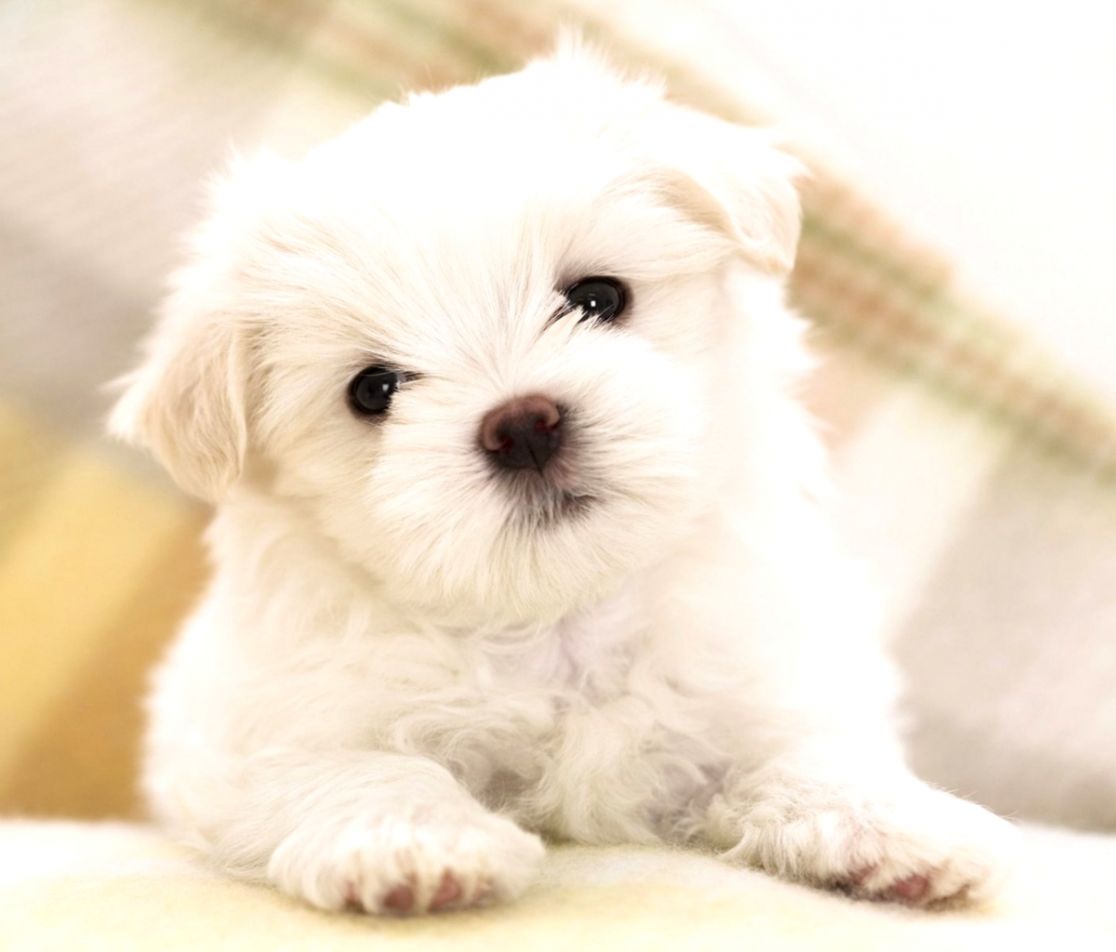 Cute Free Wallpaper And Screensavers Wallpapersafari - Puppy Maltese - HD Wallpaper 