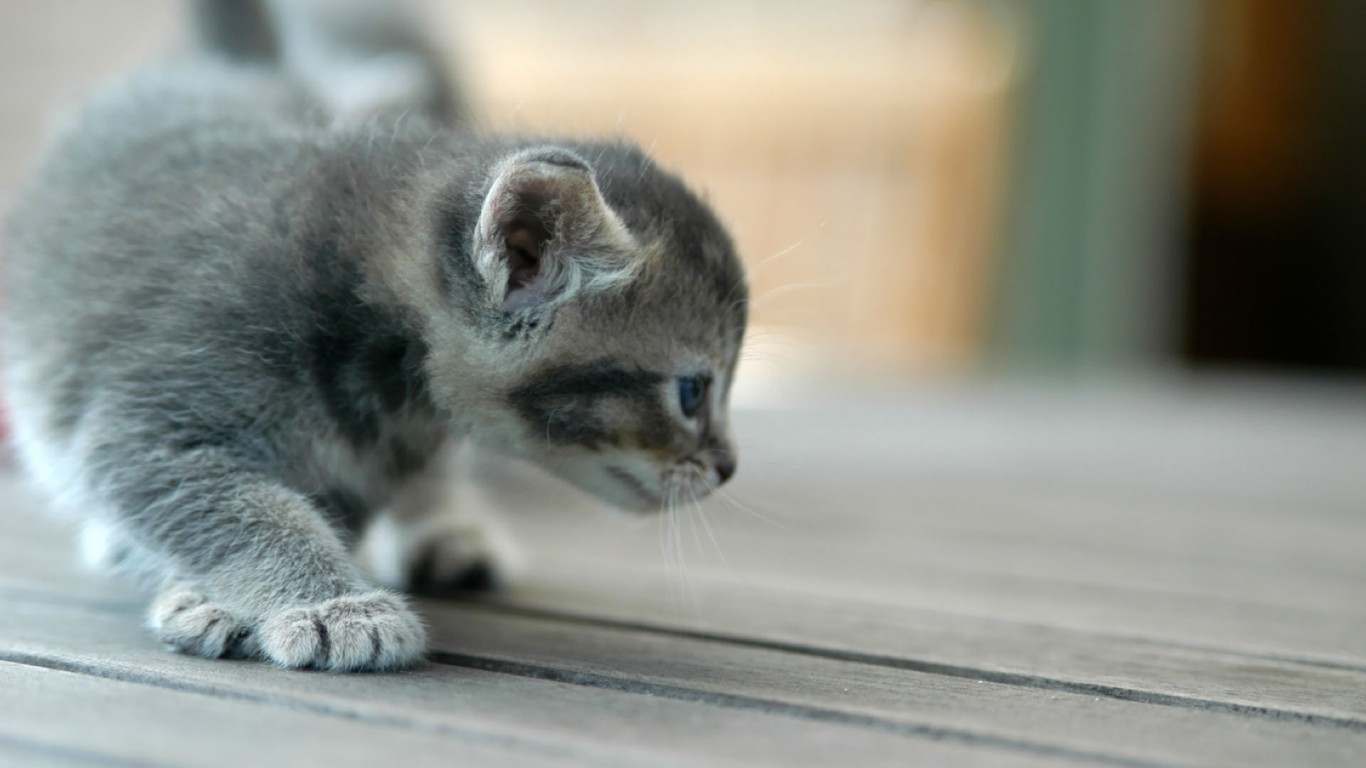 Baby Tabby Kittens Gray - HD Wallpaper 