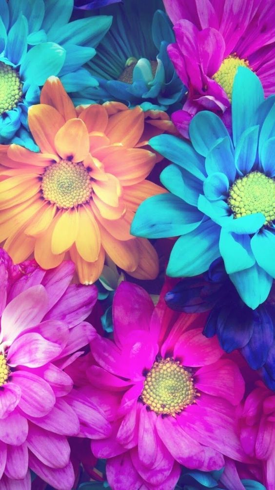 Colorful Flowers Iphone Background - HD Wallpaper 