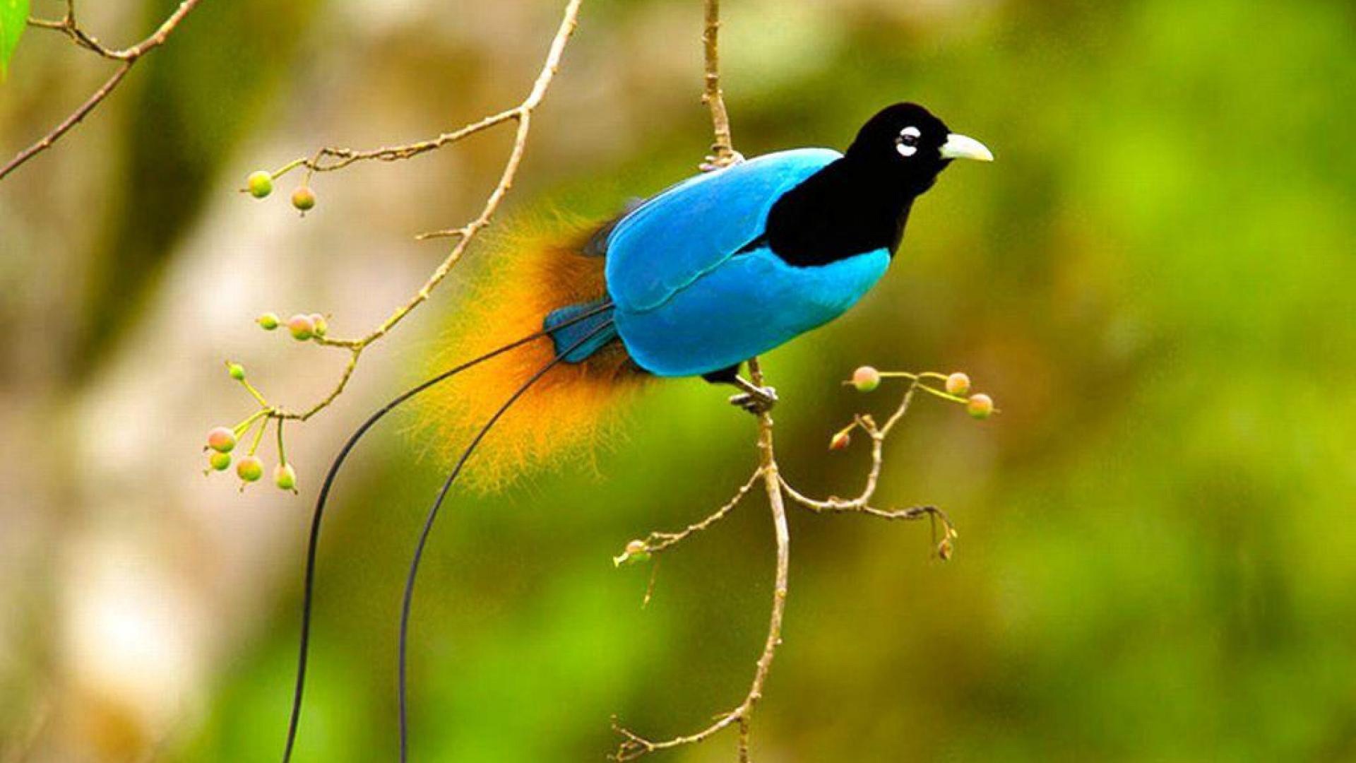 Cute Colorful Bird Bulbul - Birds Of Paradise Hd - HD Wallpaper 