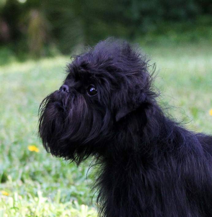 Very Cute Affenpinscher Wallpaper - Schnoodle - HD Wallpaper 