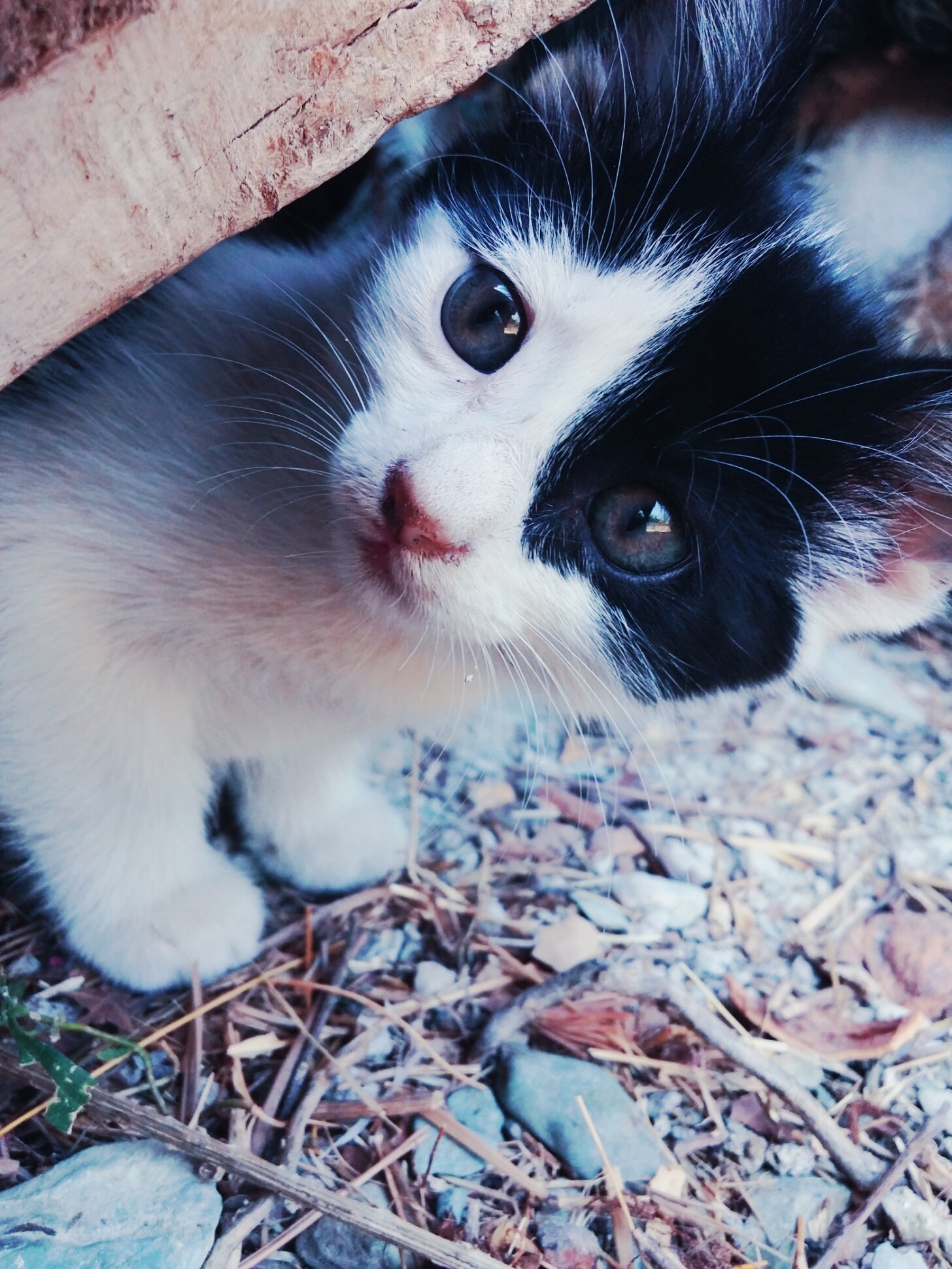 White Cute Wallpaper - HD Wallpaper 