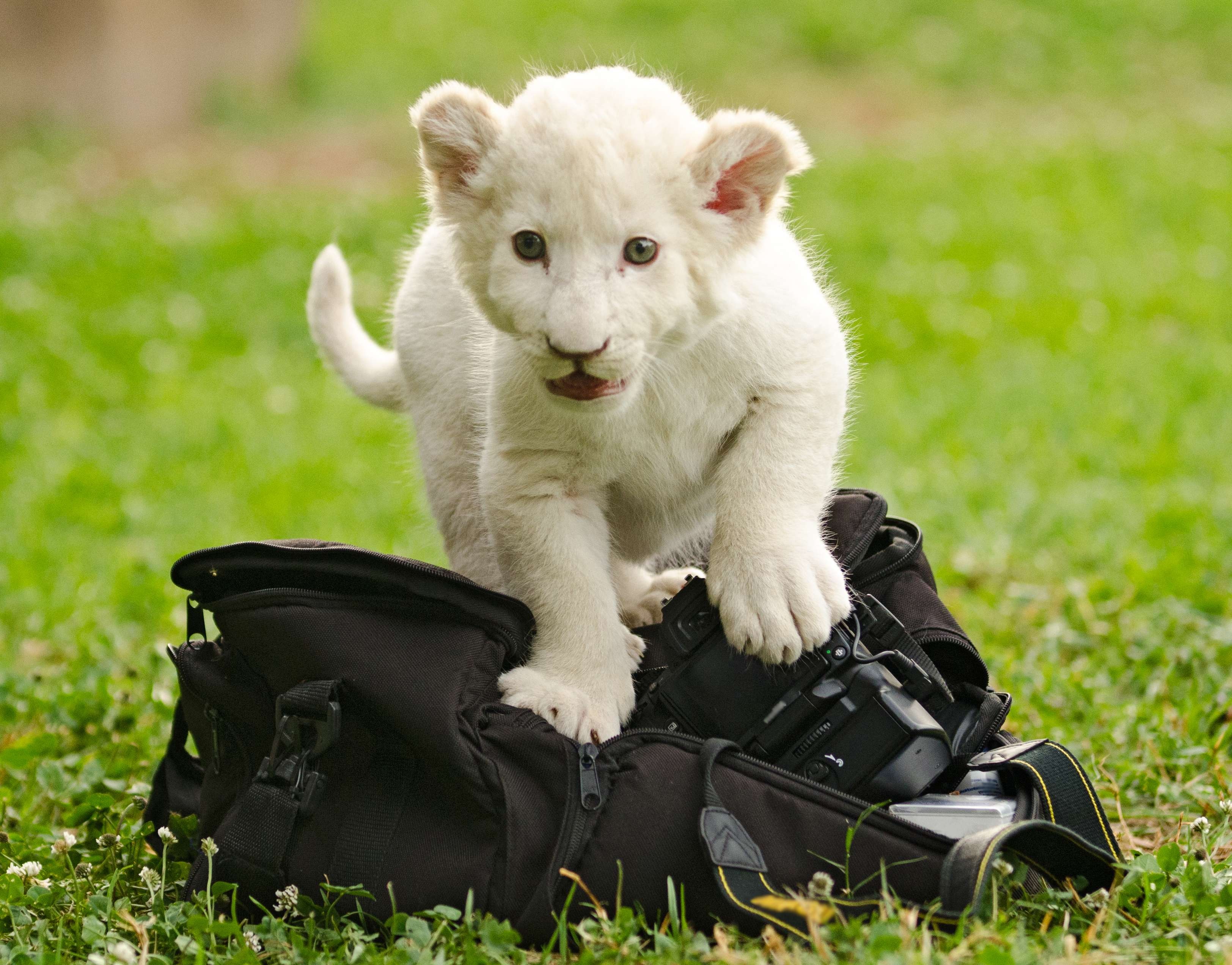 White Cute Wallpaper - HD Wallpaper 