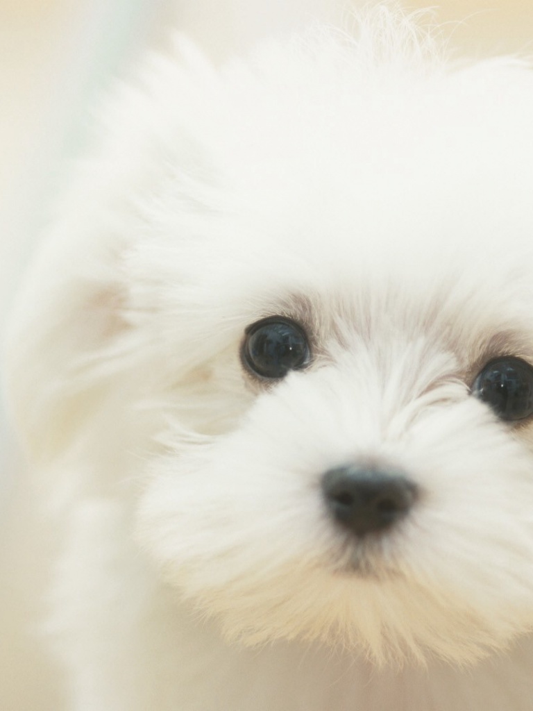 Cute Wallpaper For Mini Ipad - HD Wallpaper 