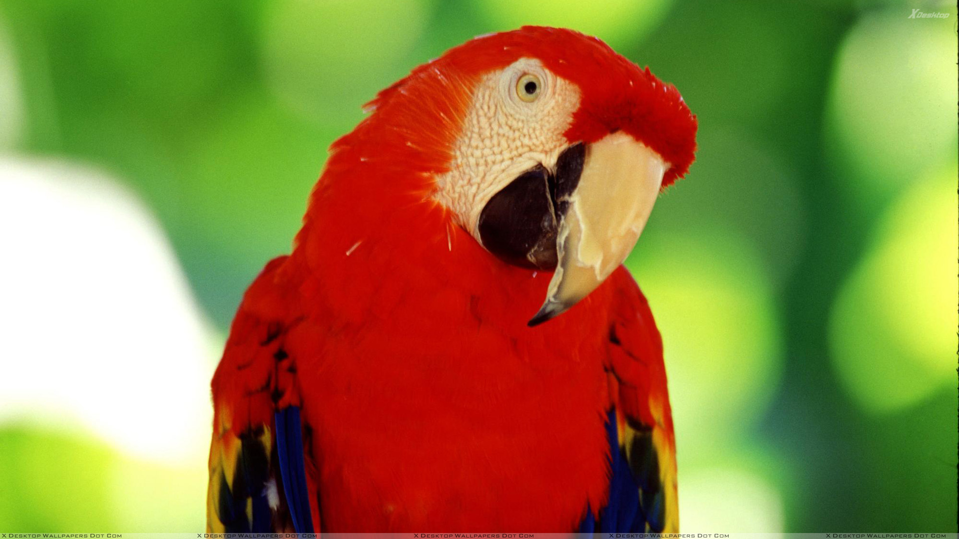 Cute Parrot - HD Wallpaper 