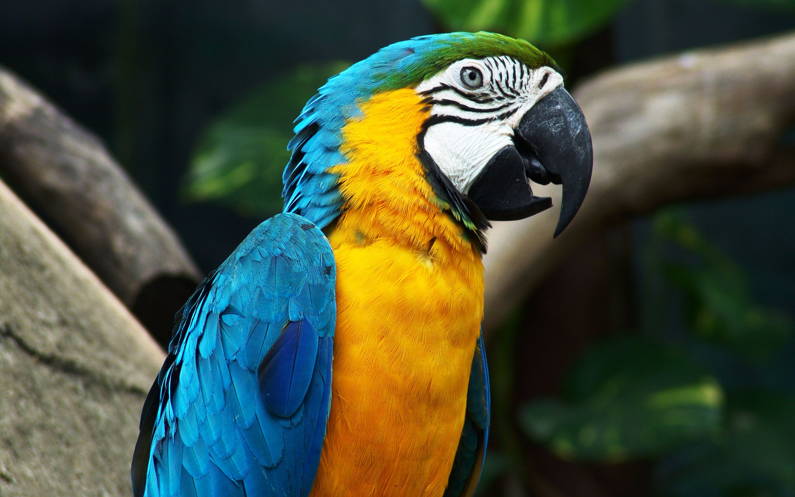 Blue And Yellow Macaw - HD Wallpaper 