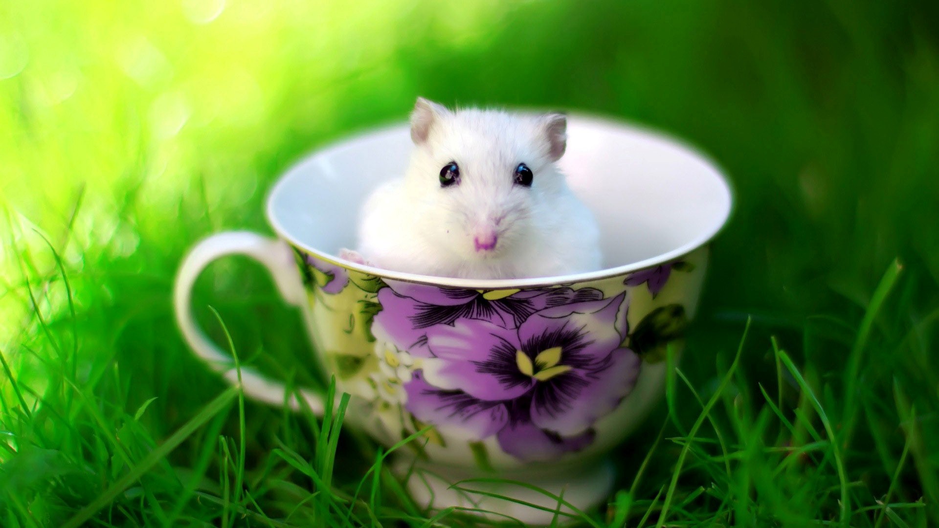 Cute White Rat Baby In Cup - Cute Rat In A Cup - HD Wallpaper 