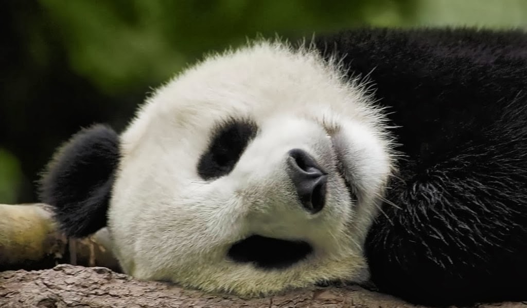 Sleeping Panda Face - HD Wallpaper 