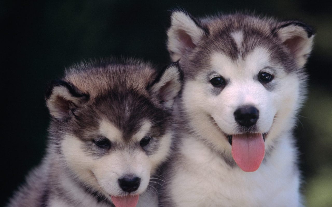 Cute Puppies - Blue Eye Cute Husky Puppies - HD Wallpaper 