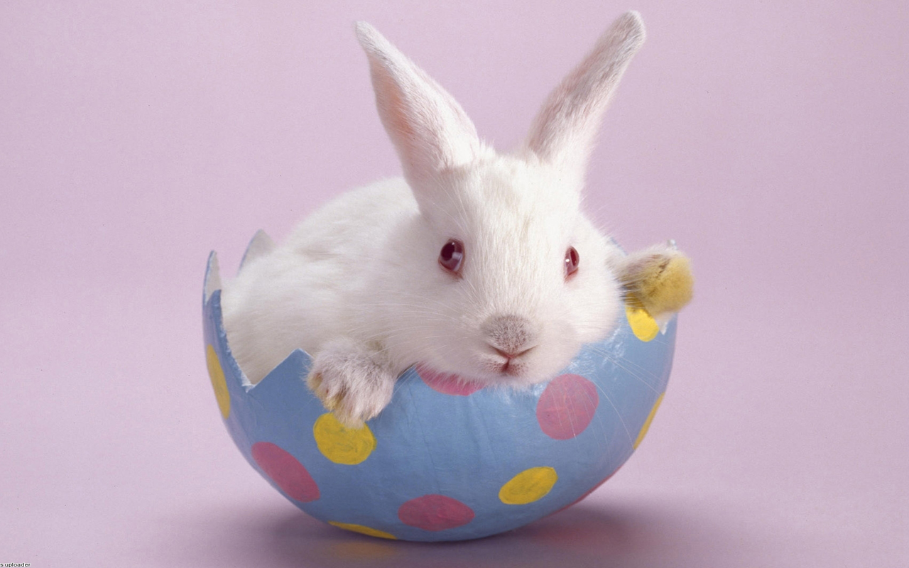 White Cute Bunnies Wallpaper Iwallhd Wallpaper Hd - HD Wallpaper 