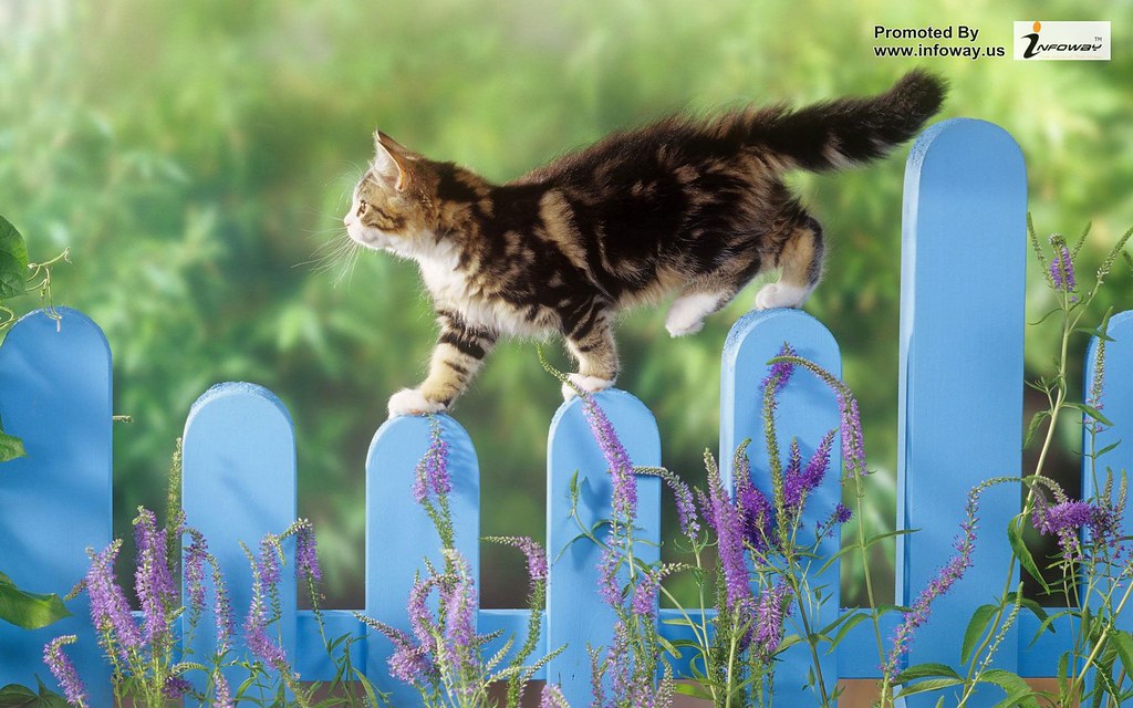 Cat Walking On A Fence - HD Wallpaper 