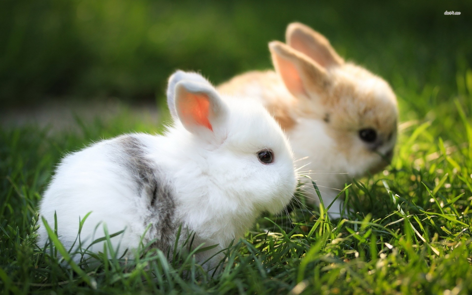 1920x1200, Cute White Rabbit Background Wallpaper 07791 - Rabbit Background - HD Wallpaper 