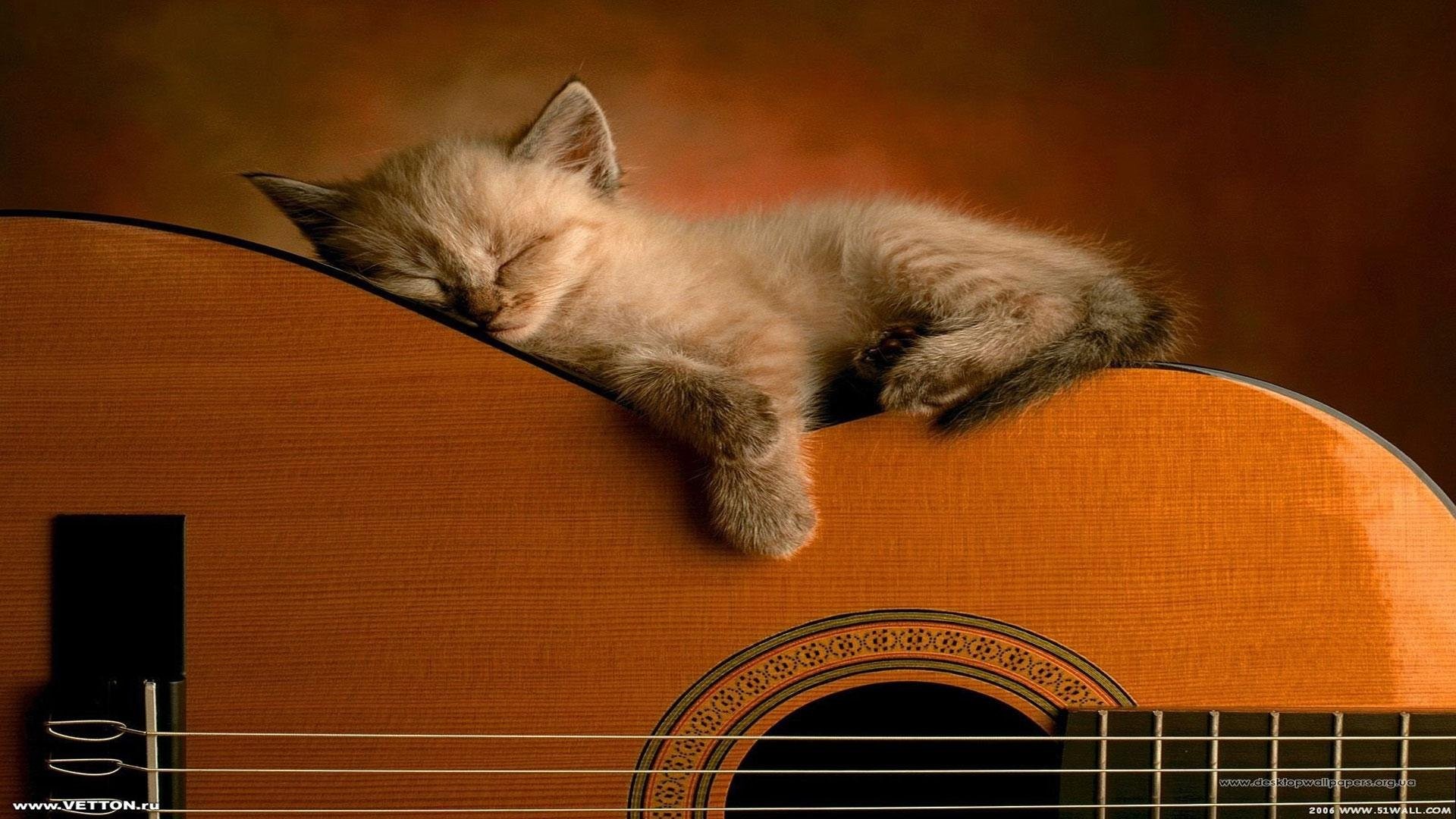 Cat On Classical Guitar - HD Wallpaper 