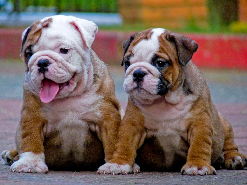 Bulldog Puppy English - HD Wallpaper 