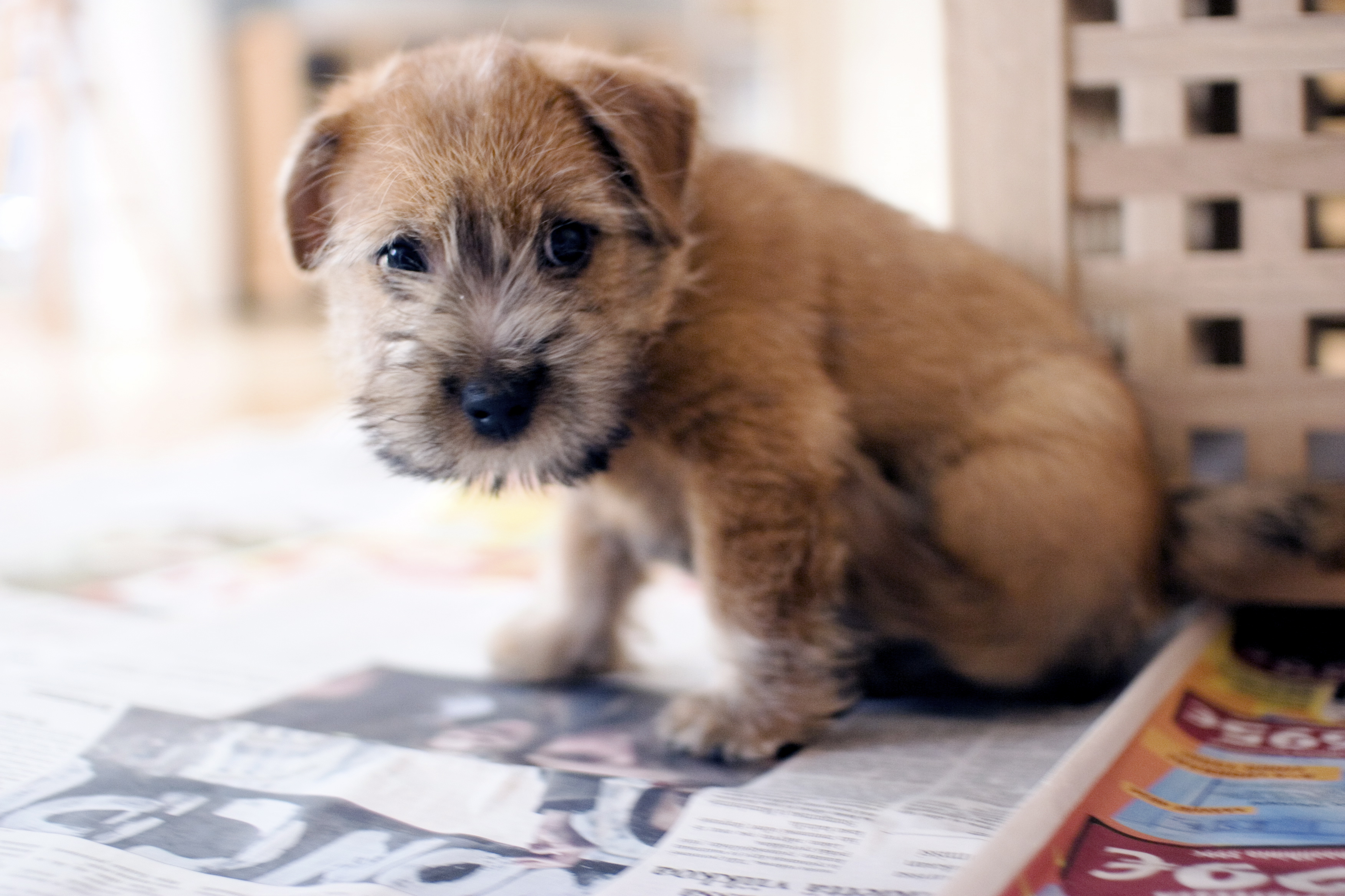 Cute Norfolk Terrier Dog Wallpaper - Dog Walking Facebook Ad Examples - HD Wallpaper 
