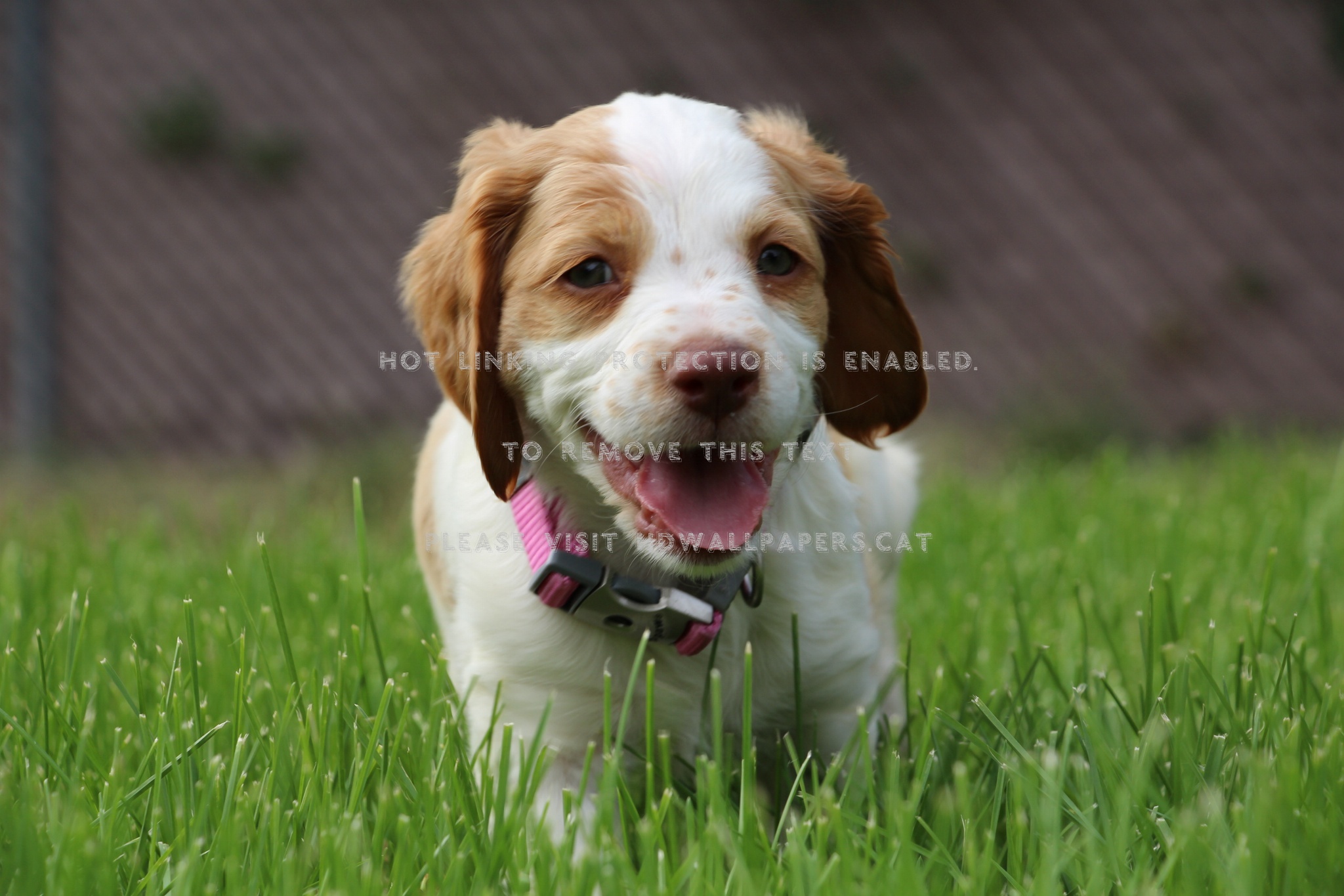 Dog Puppy Sweet Pretty Beautiful Cute - Brittany - HD Wallpaper 