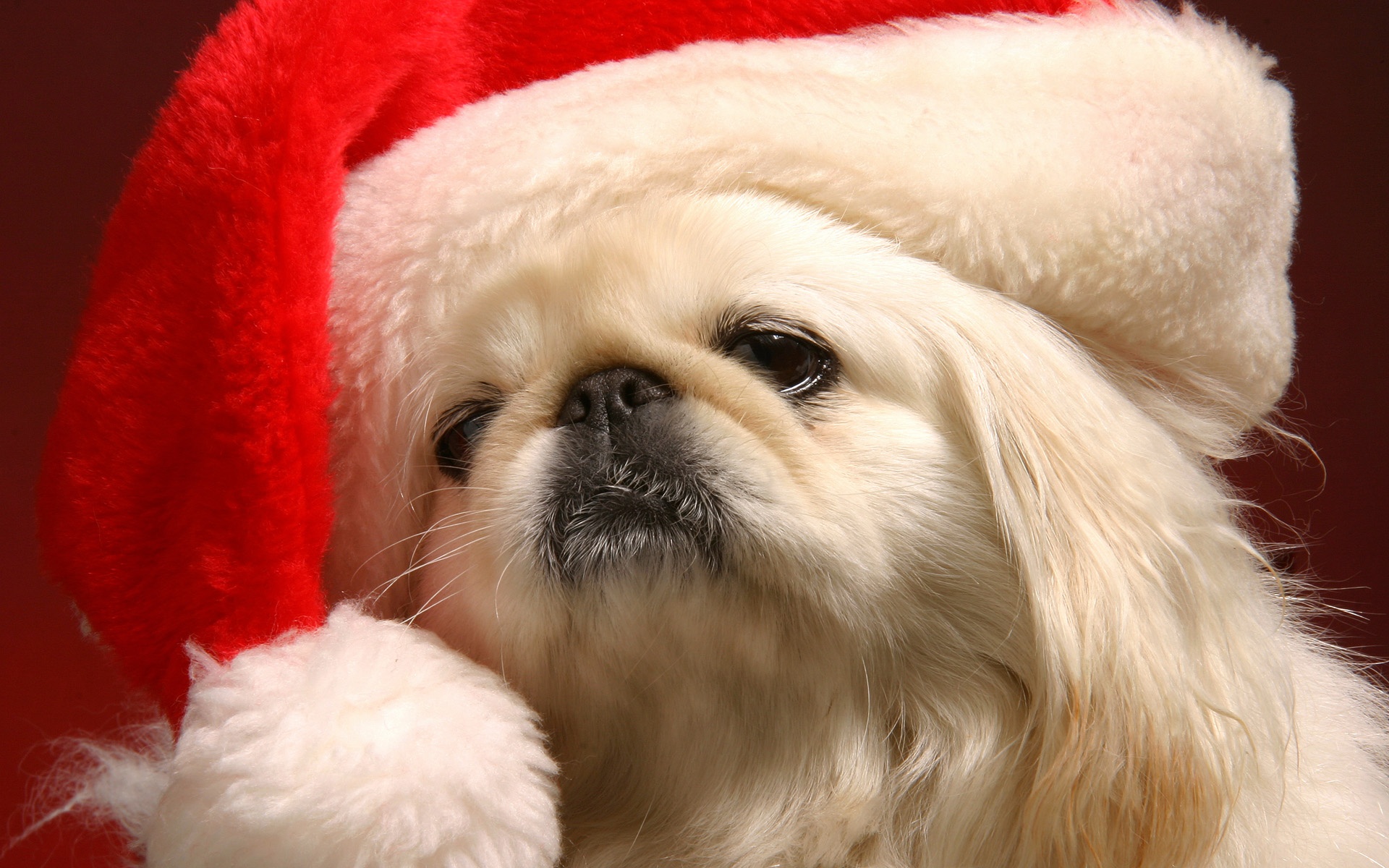 Cute Christmas Puppy Pictures Wallpaper Christmas Pekingese Dogs 1920x1200 Wallpaper Teahub Io