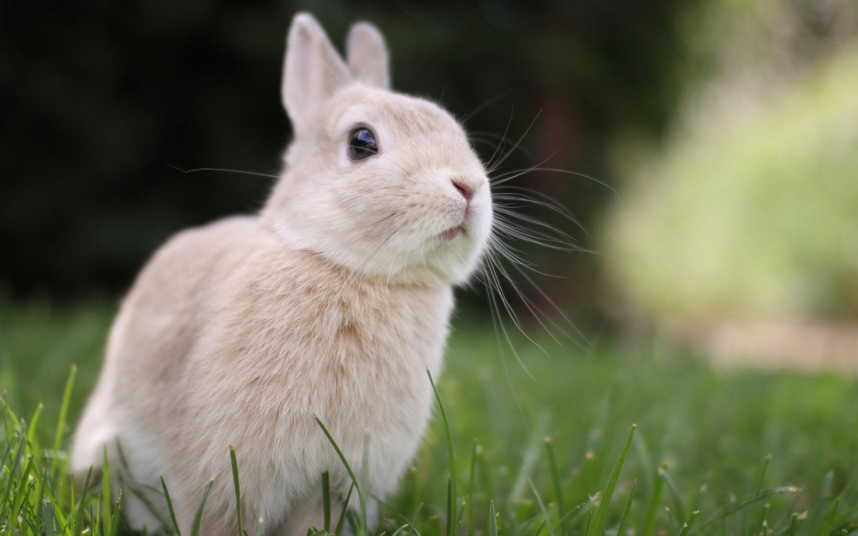 Hd Bunny Rabbit Cute Free Desktop Wallpaper - Bunny Hd - 1680x1050 Wallpaper Hd Bunny Rabbit Cute Free Desktop Wallpaper - Bunny Hd - 1680x1050 Wallpaper