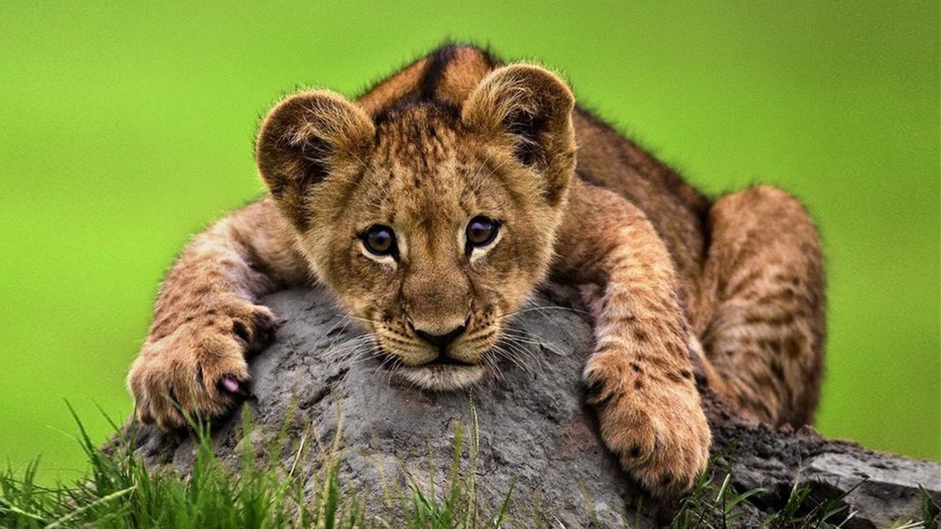 Cute Desktop Wallpaper Hd - HD Wallpaper 