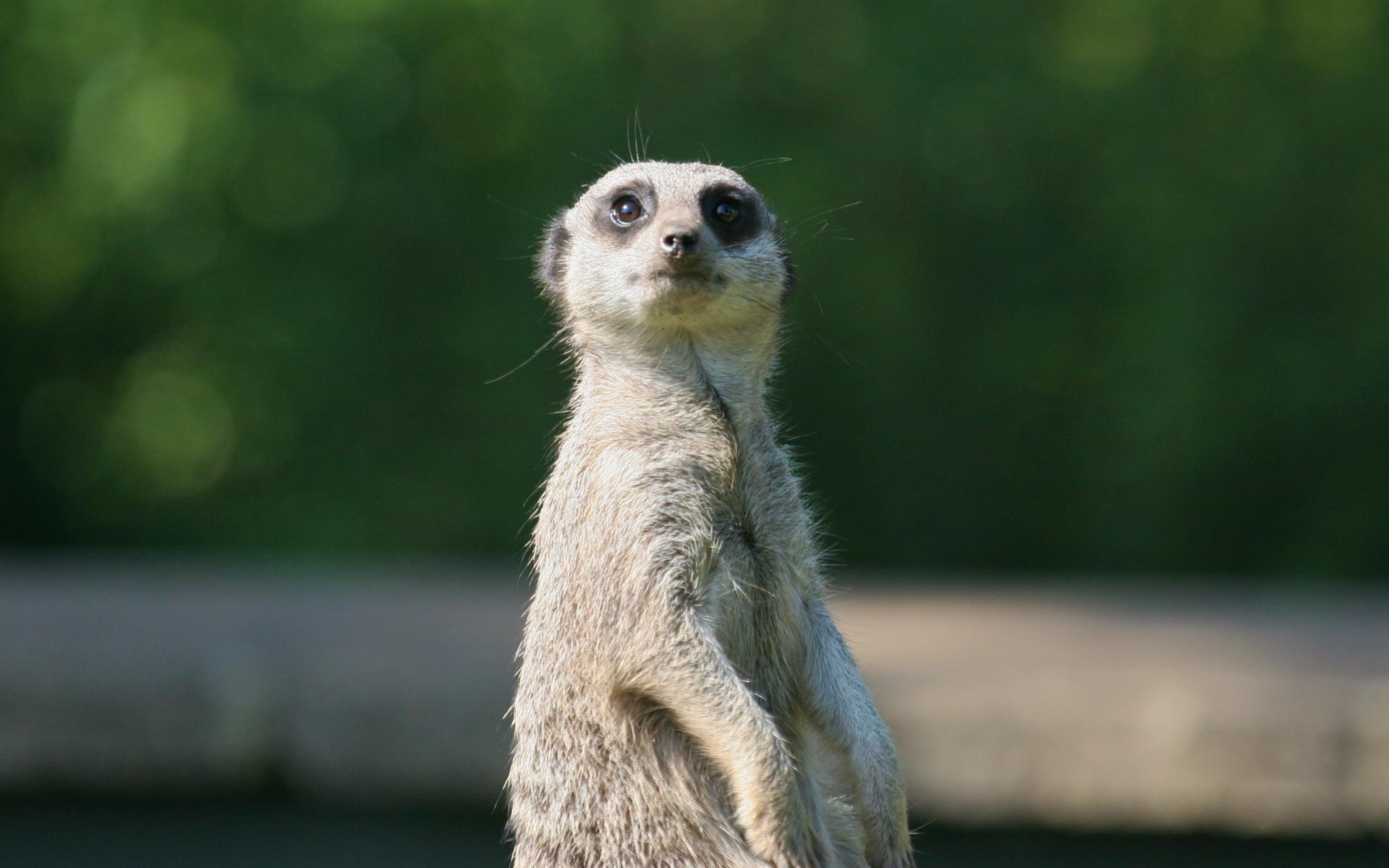 Meerkat - HD Wallpaper 